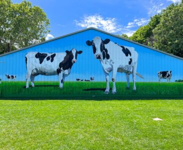 Giant Cows Painted on Barn by Mural Artists Charles C. Clear III and Bonnie Lee Turner